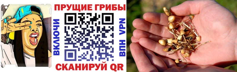 мориарти как зайти  Архангельск  Псилоцибиновые грибы ЛСД 